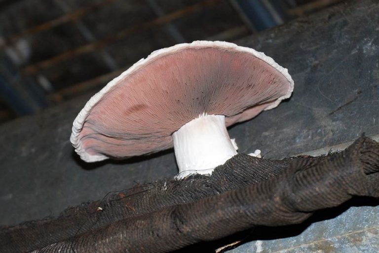 Alle Pilze kommunizieren mit Duftstoffen, auch diese ausgewachsenen Champignons.
