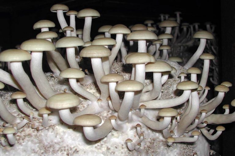 3. bis 6. Juni: Wood fungi Konferenz in Gent