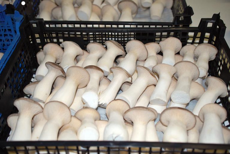 Kräuterseitlinge gehören zu den Edelpilzen, die Pleunis Biochamp produziert.