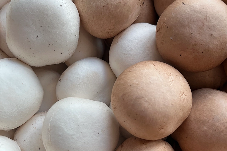 Deutsche Champignonernte stabil