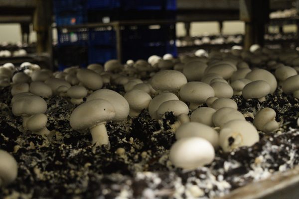 Mushroom-Days